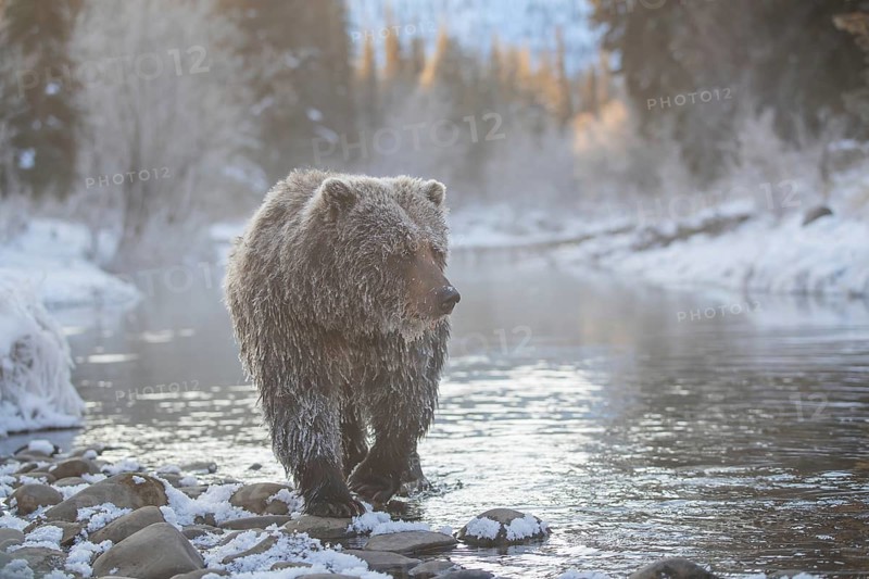 Grizzly Bear (Ursus arctos horribilis) walking along snowy river in winter, British Columbia, Canada