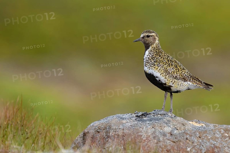 European Golden Plover (Pluvialis apricaria) perched on a stone, Iceland