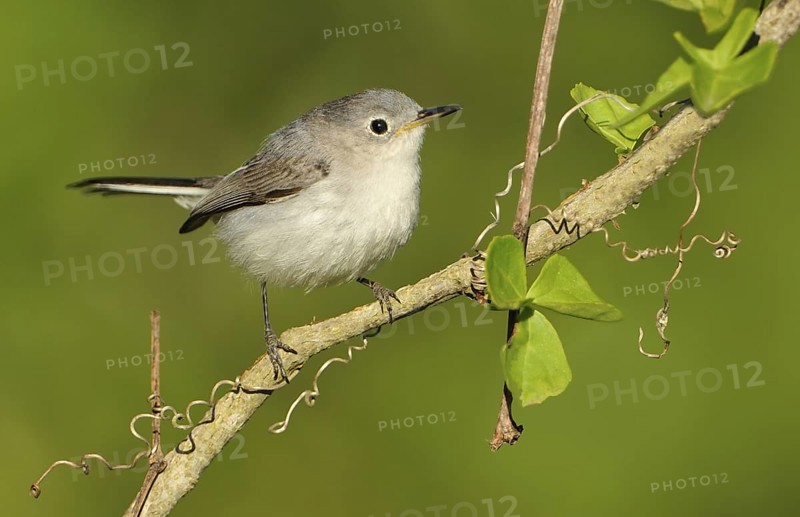 Blue-grey Gnatcatcher (Polioptila caerulea), Texas, USA