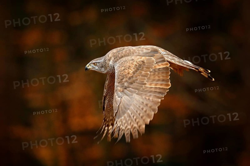 Goshawk flying, bird of prey with open wings with evening sun back light, nature forest habitat, Germany. Wildlife scene from autumn nature. Bird fly in orange vegetation