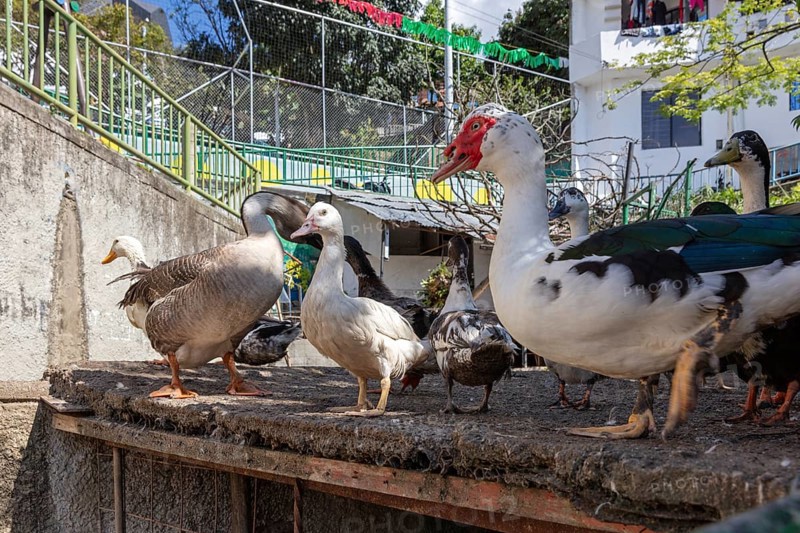 Peking ducks (Anas platyrhynchos domestica), Medellin, Colombia