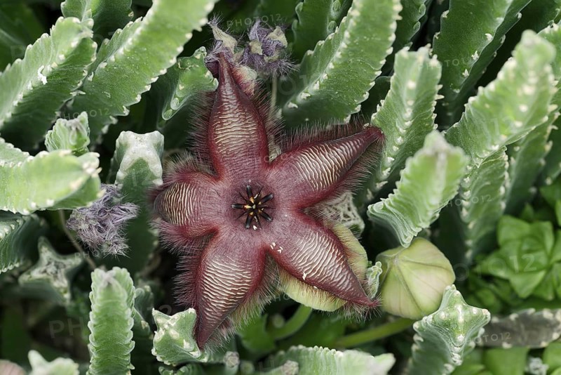 Carrion flower (Stapelia hirsuta), flower, occurrence in South Africa