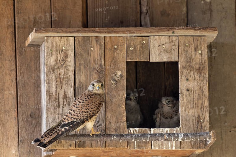 Kestrel (Falco tinnunculus) female and young birds at the incubator, village in Münsterland, North Rhine-Westphalia
