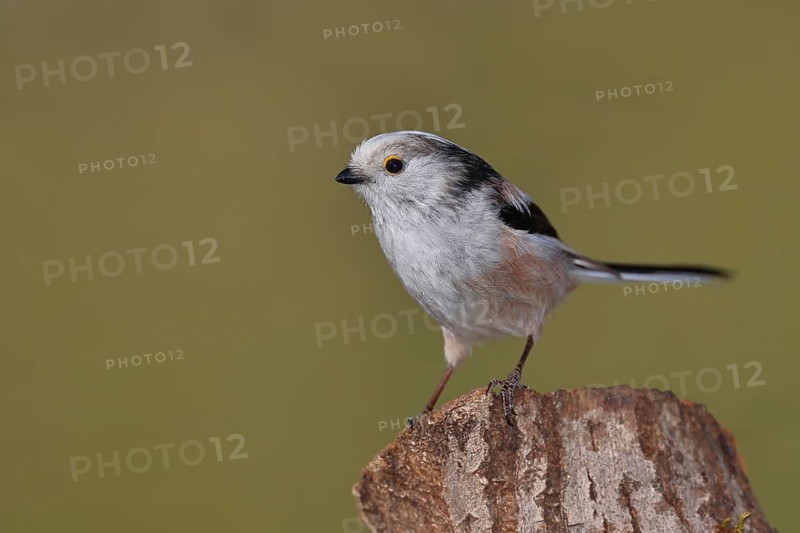 Long-tailed Tit (Aegithalos caudatus), on a tree stump, Wilnsdorf, North Rhine-Westphalia, Germany