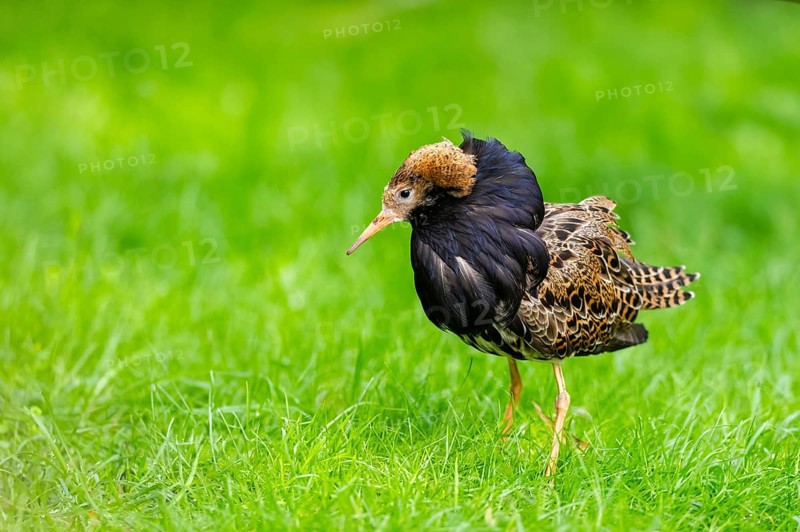 Ruff (Calidris pugnax) male standing on a meadow, captive, Zoo Augsburg, Germany
