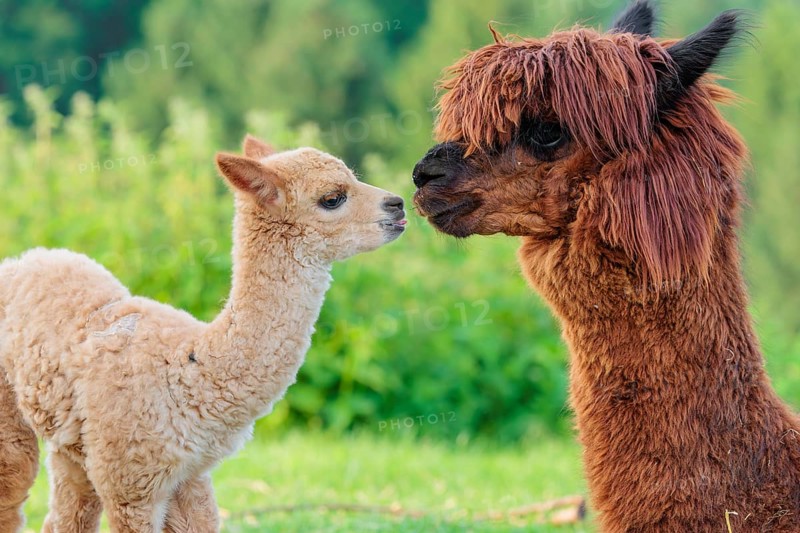 A freshly born white alpaca (Vicugna pacos) stands in front of its brown mother and sniffer on her snout (kisses her)