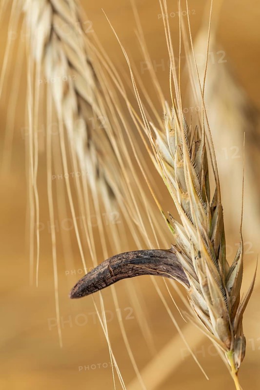 Ergot mushroom Claviceps purpurea on a ripe ear of grain