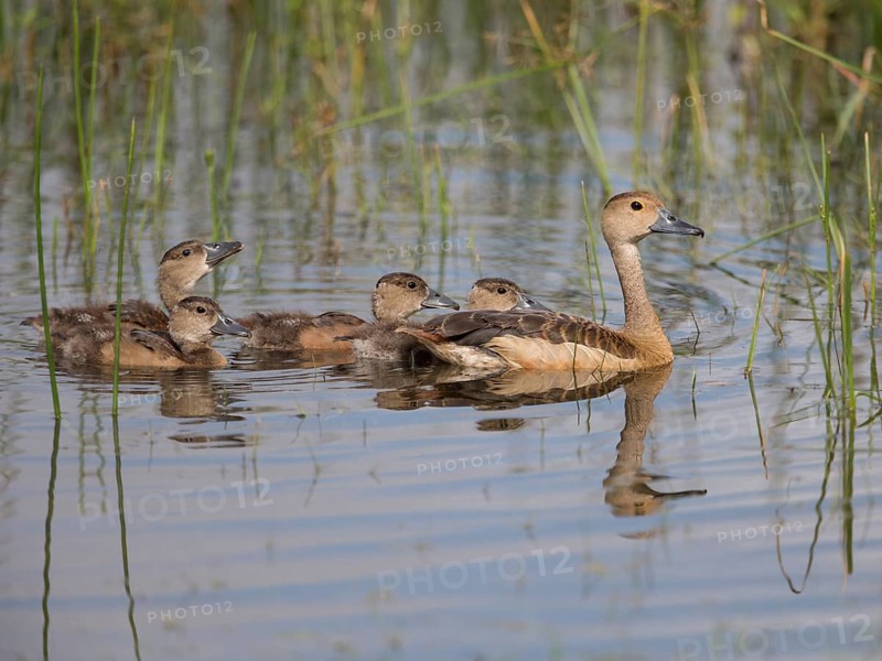 Lesser Whistling Duck (Dendrocygna javanica) with chicks, Sri Lanka