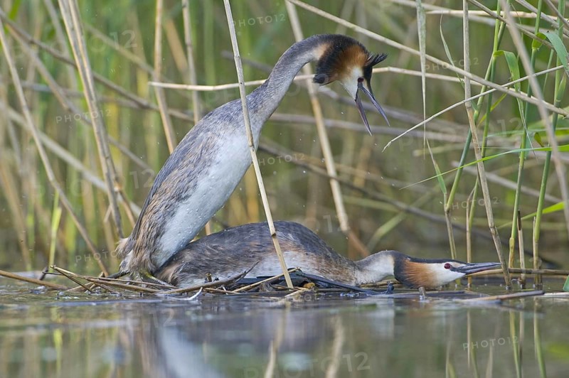 Great Crested Grebe (Podiceps cristatus), Saxony, Germany