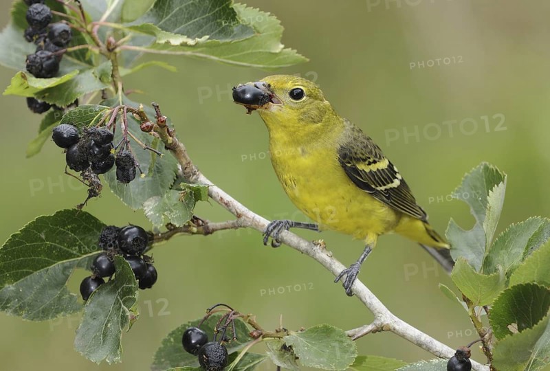 Western Tanager (Piranga ludoviciana) female, British Columbia, Canada