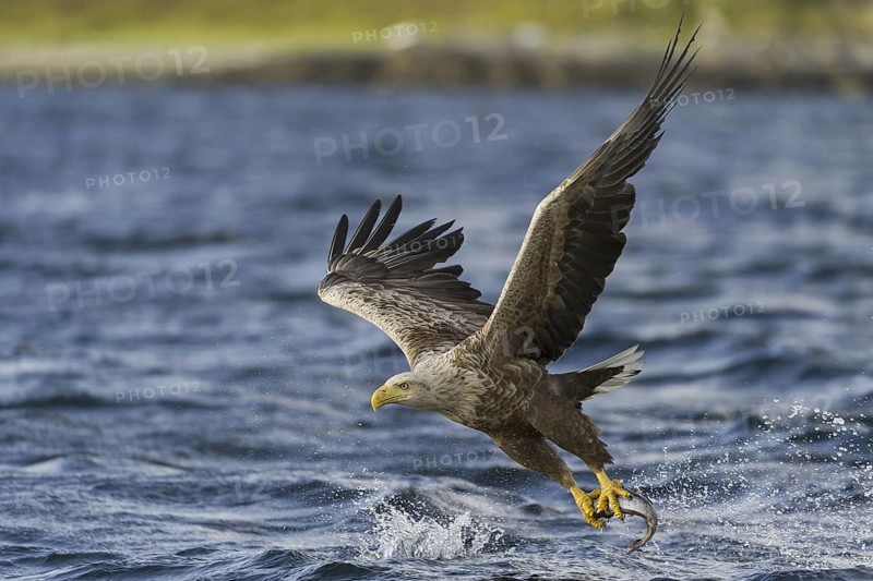 White-tailed Eagle (Haliaeetus albicilla) flying, Nord-Trondelag, Norway