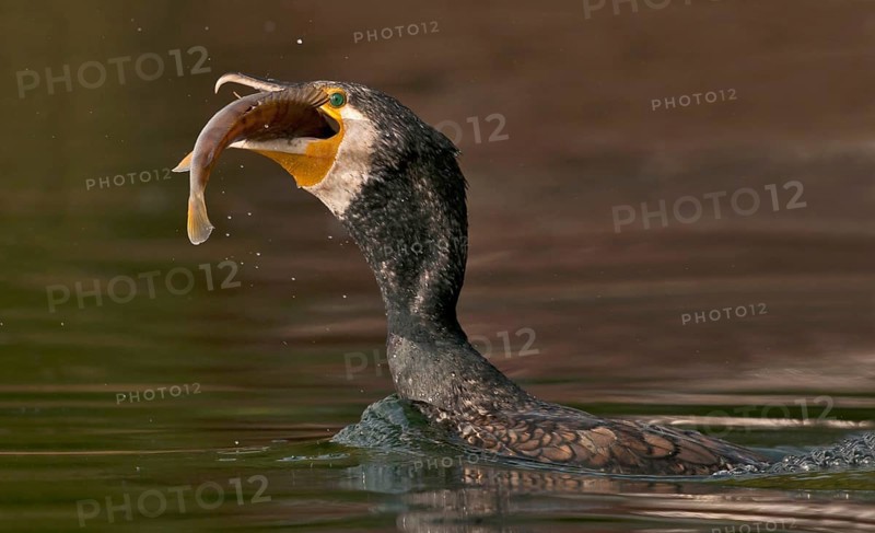 Great Cormorant (Phalacrocorax carbo) with Eurasian perch (Perca fluviatilis) prey in beak, Piedmont, Italy