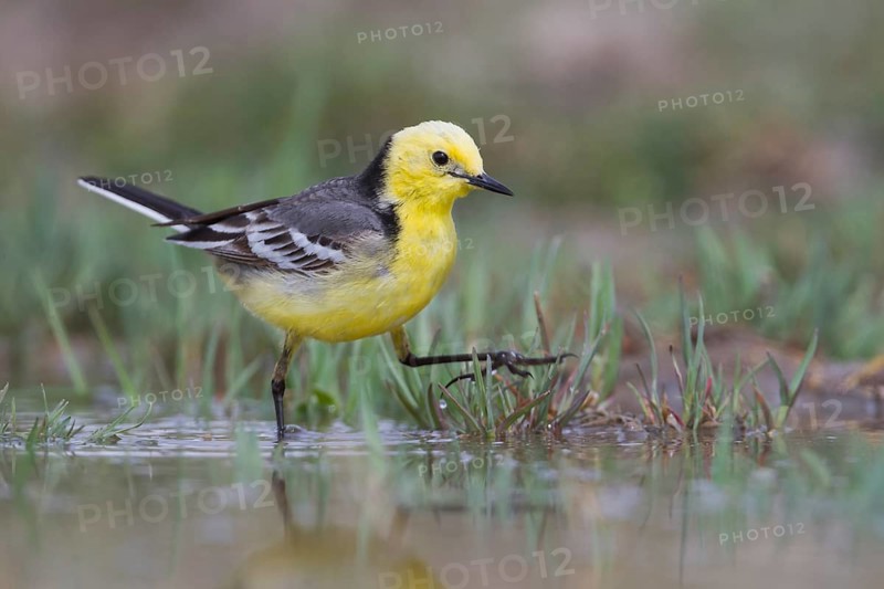 Citrine Wagtail - Zitronenstelze - Motacilla citreola ssp. citreola, Kazakhstan