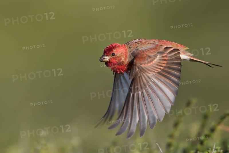 Common Rosefinch - Karmingimpel - Carpodacus erythrinus ssp. ferghanensis, Kyrgyzstan, adult male