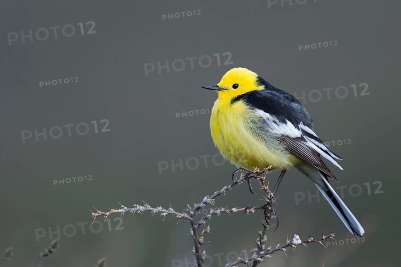 Citrine Wagtail - Zitronenstelze - Motacilla citreola ssp. calcarata, Kyrgyzstan, adult male