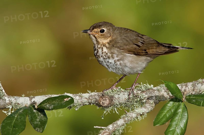 Swainson's Thrush (Catharus ustulatus), Texas, USA
