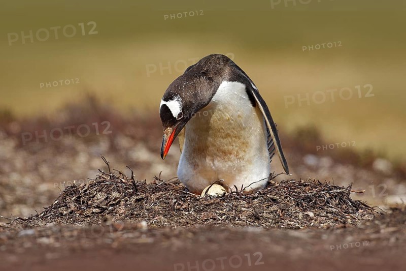 Nesting penguin on the meadow. Gentoo penguin in the nest wit two eggs, Falkland Islands. Animal behaviour, bird in the nest with egg. Wildlife scene in the nature. Penguin with eggs in Antarctica