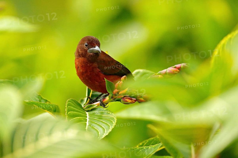Silver-beaked tanager, Ramphocelus carbo, passerine exotic bird from Trinidad and Tobago. Wildlife scene from tropical forest. Tanager sitting on the branch in the green forest habitat