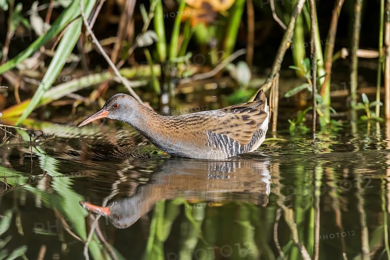 Wasserralle (Rallus aquaticus) Water Rail