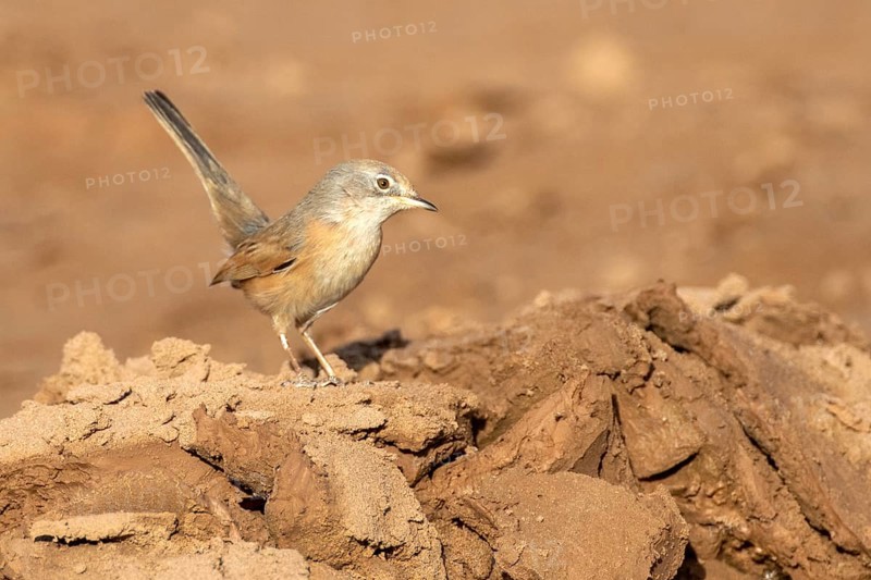 Common Whitethroat (Sylvia communis) female, Rgabi, Morocco