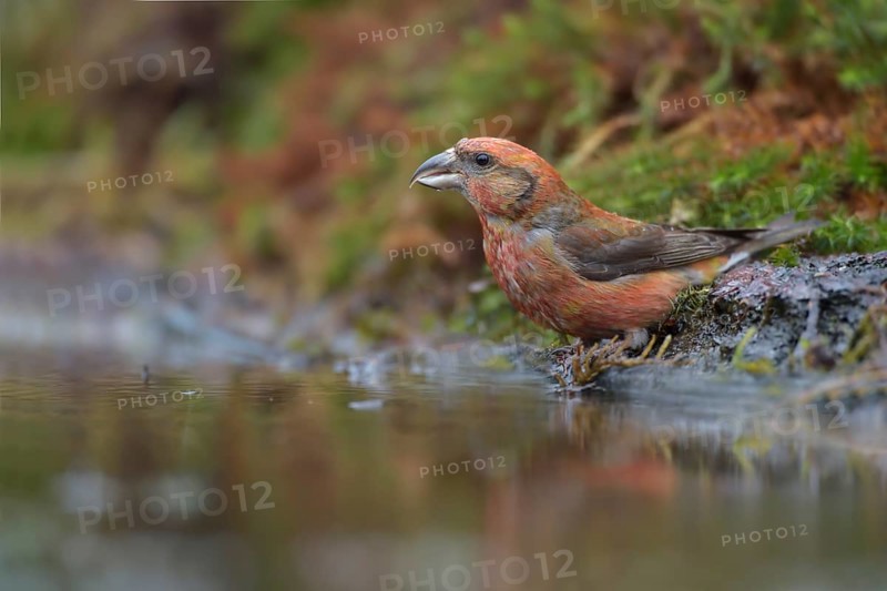 Red Crossbill (Loxia curvirostra) male at a waterhole, Netherlands