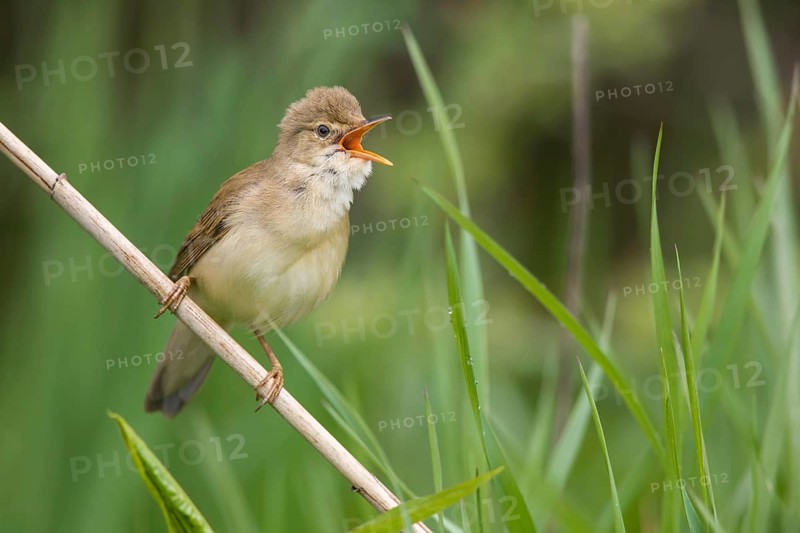 Marsh Warbler (Acrocephalus palustris) male singing in reeds, Poland