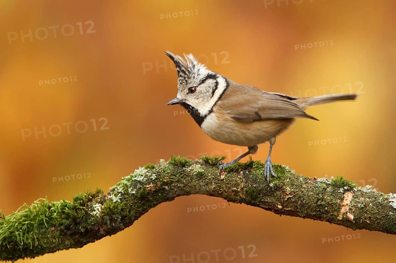 European Crested Tit (Lophophanes cristatus), Utrecht, Netherlands