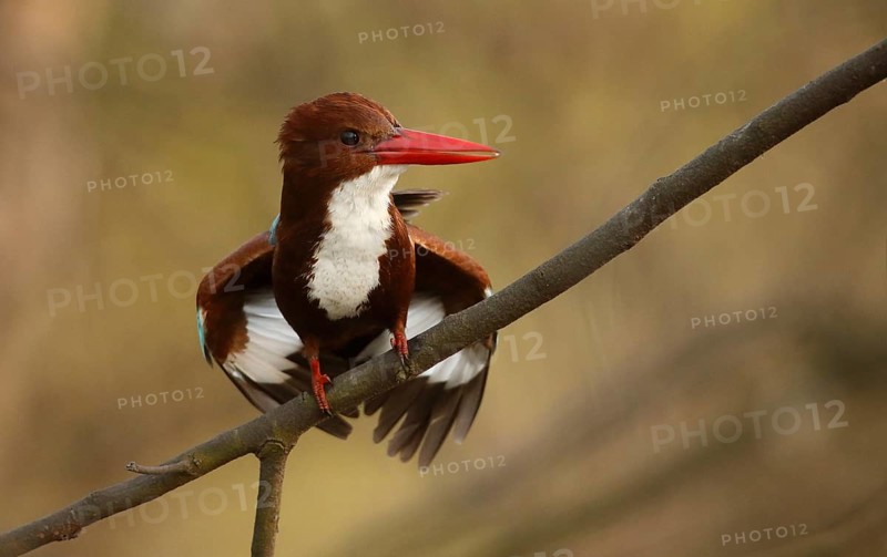 White-throated Kingfisher (Halcyon smyrnensis), Rajasthan, India