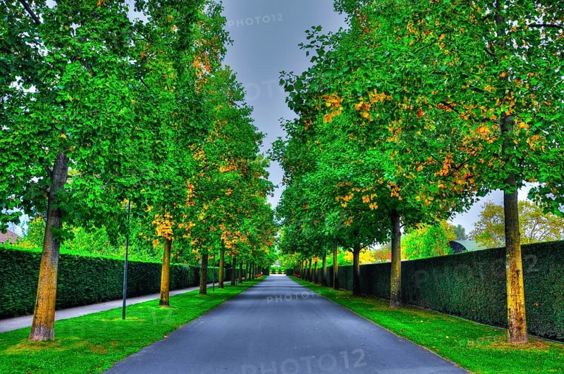 Beautiful Narrow Street with Trees in Ascona, Ticino, Switzerland