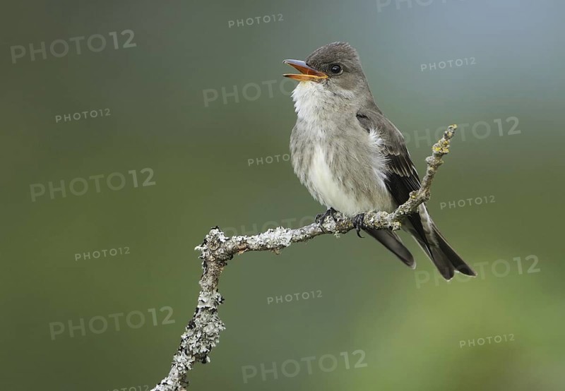 Olive-sided Flycatcher (Contopus cooperi), British Columbia, Canada