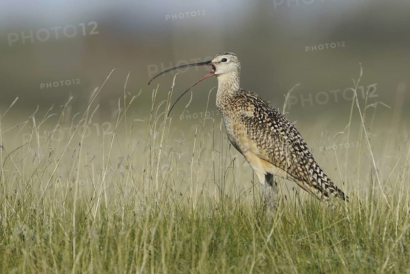 Long-billed Curlew (Numenius americanus), Alberta, Canada