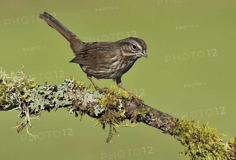 Song Sparrow (Melospiza melodia), British Columbia, Canada
