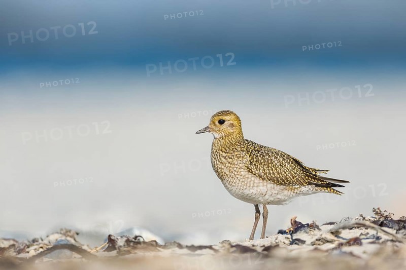 Goldregenpfeifer, Pluvialis apricaria European Golden Plover, Pluvialis apricaria