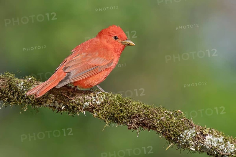 Summer Tanager (Piranga rubra) male perched on a branch, Texas, USA