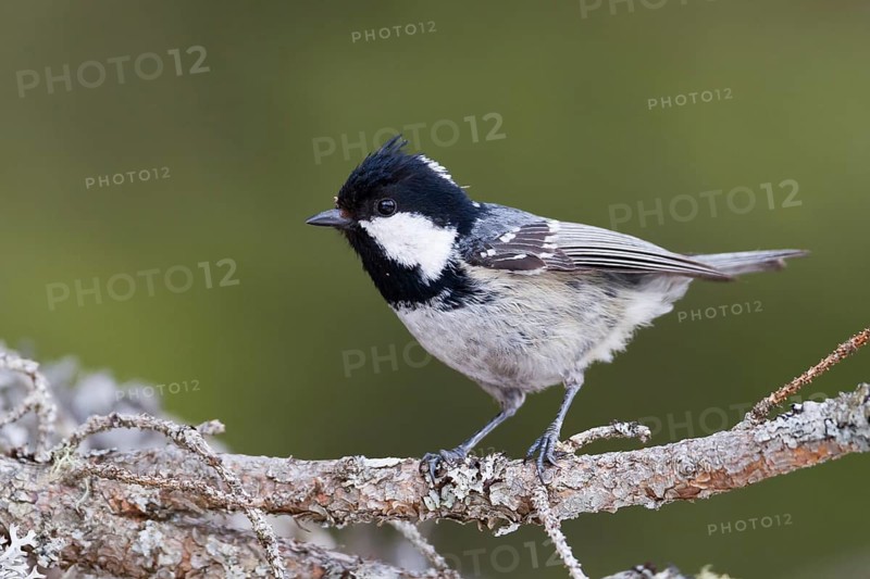 Coal Tit (Periparus ater) perched on a branch, Baden-Wuerttemberg, Germany