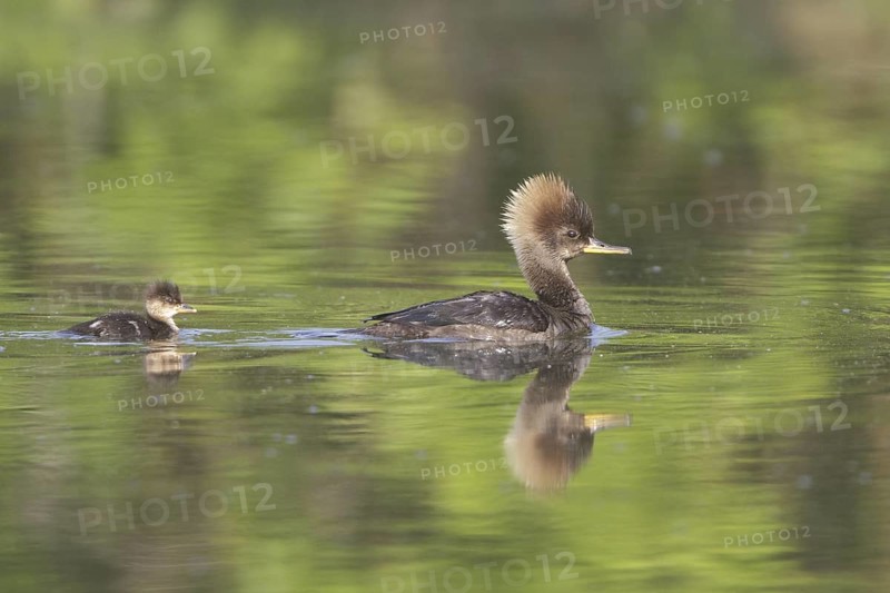 Hooded Merganser (Lophodytes cucullatus) female with chick, Ontario, Canada