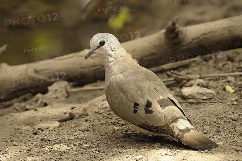 Black-billed Wood Dove (Turtur abyssinicus), Gambia