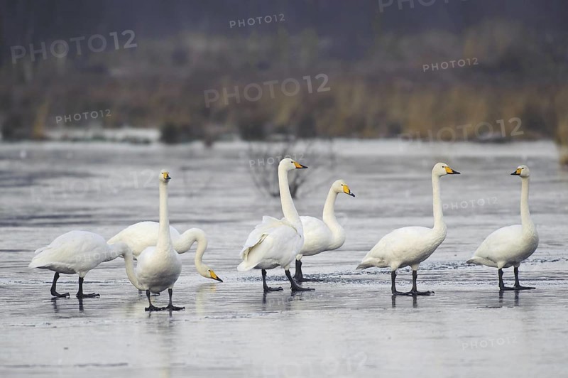 Whooper Swan (Cygnus cygnus), Lower Saxony, Germany