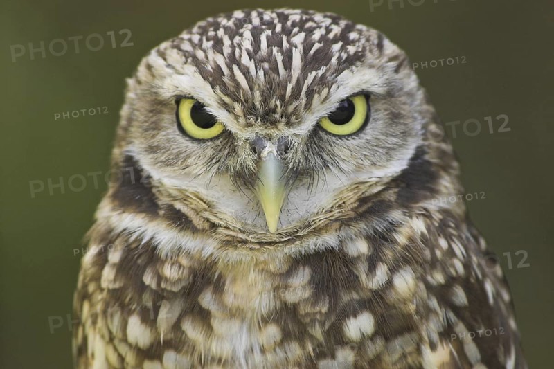 Burrowing Owl (Athene cunicularia), Alberta, Canada