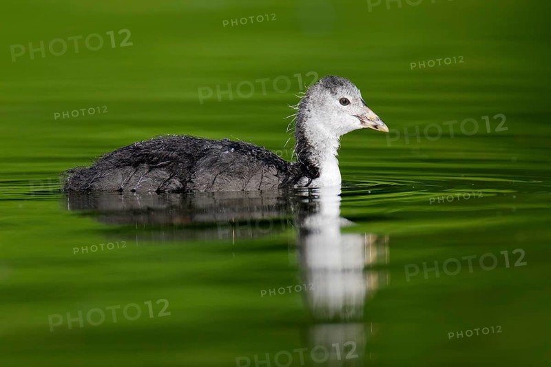 Eurasian Coot (Fulica atra) juvenile, Berlin, Germany