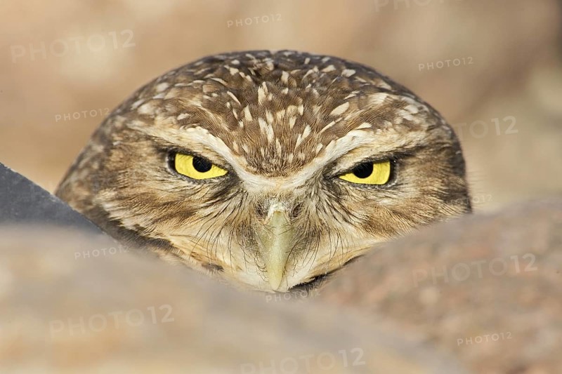 Burrowing Owl (Athene cunicularia), Arizona, USA