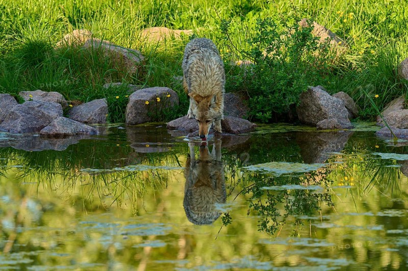 Coyote drinking water from a pond, clear reflection of nature visible in the pond, coyote (Canis latrans), spring, France