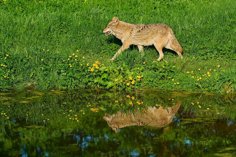 Coyote running next to a pond with a shiny water surface on a green spring meadow, Coyote (Canis latrans), spring, France