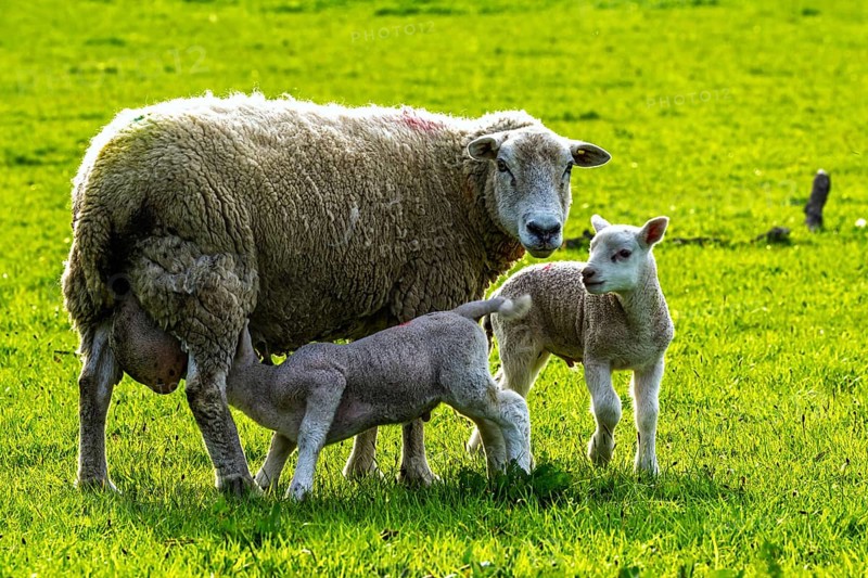 Sheep and farm in Lake District National Park, Coniston Water, Cumbria, England, United Kingdom