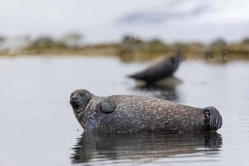 Harbour seal (Phoca vitulina) lying on a stone in the water, Mammals (Mammalia), Gravnesodden, Spitsbergen, Svalbard