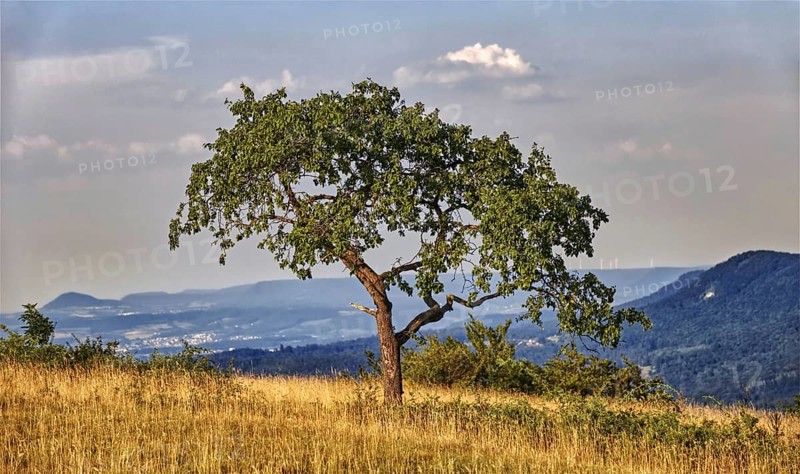 Lonely tree in a meadow with mountain view under blue sky, Bissingen an der Teck, Baden-Württemberg