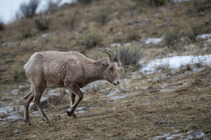 In search of food... Bighorn sheep (Ovis canadensis), female wild sheep searches for food on a slope with some snow remains, frugal, robust wild sheep that is native to the mountains of North America, but also colonises deserts, survival artist, Yellowstone, Wyoming, North America, United States of America