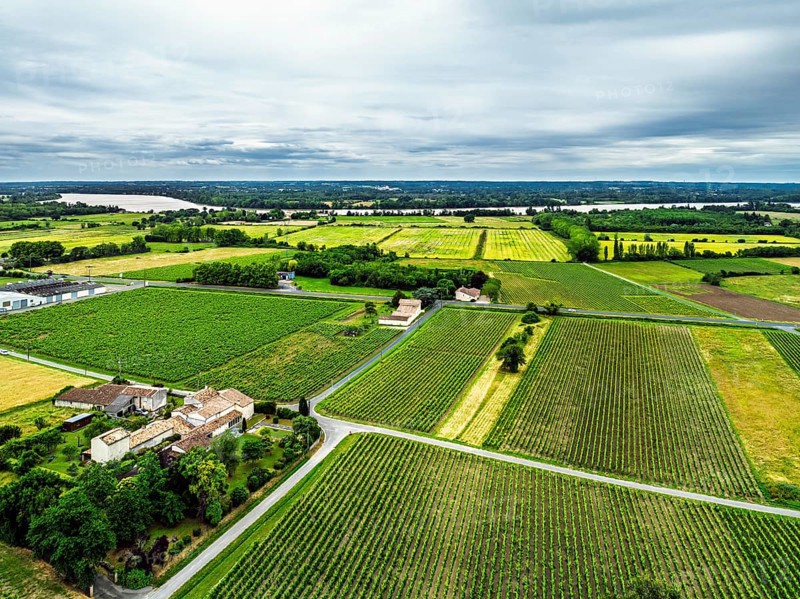 Grape fields around Castle of La Riviere, Vineyard Chateau de La Riviere from a drone, Bordeaux, France