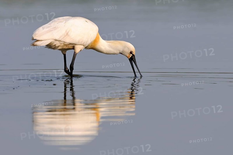 Short-distance migrant... Spoonbill (Platalea leucorodia), large, snow-white native bird with characteristic spoonbill sifts the shallow water for food, has been spreading increasingly in recent years, somewhat smaller than a grey heron, native nature, North Holland, Netherlands, Western Europe