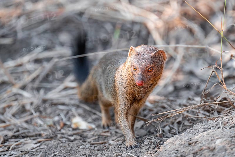 Slender mongoose (Herpestes sanguineus) Kruger National Park, South Africa